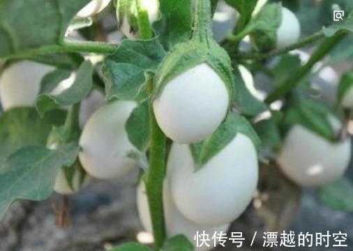 养花不如种“鸡蛋”，好看又营养，3天采摘1次，够全家吃！