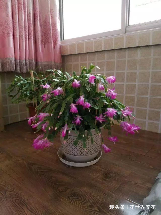 海绵宝宝|蟹爪兰叶子又软又薄老爸用4招,软叶立起来,咔咔就爆盆