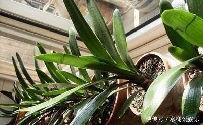 休眠期|休眠期养君子兰，浇水有妙招，1个小妙招，度夏营养足，长势旺