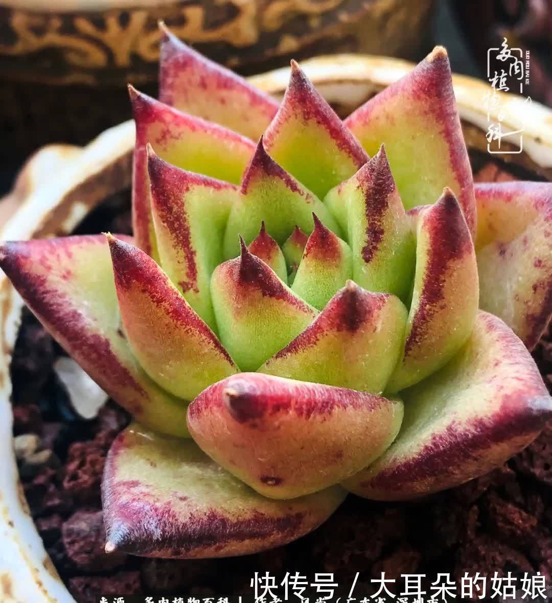 春风化雨,润物无声,爱上多肉,欲罢不能!