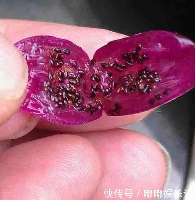 扦插法|蟹爪兰的繁殖方法,原来是这样,长见识了