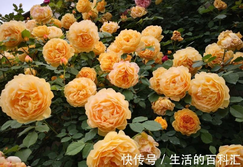 肥害|月季花难养，问题不断吗教您2招，找准问题原因!