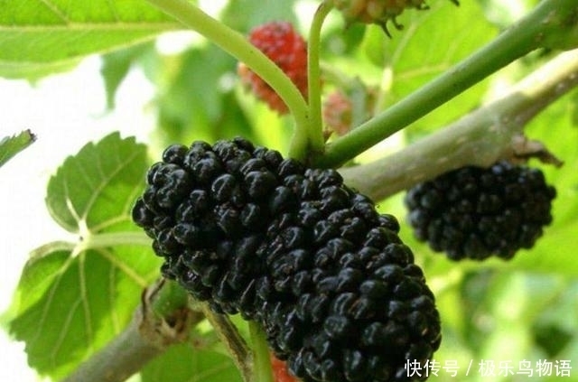 40岁女性可以吃3种食物,美容养生、滋润身体,早吃早健康!