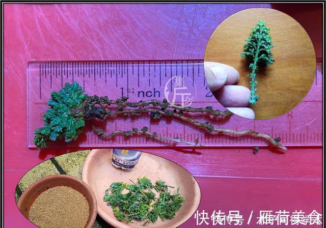 绿海听涛,“桧柏化石”石化桧盆景的养护与创作