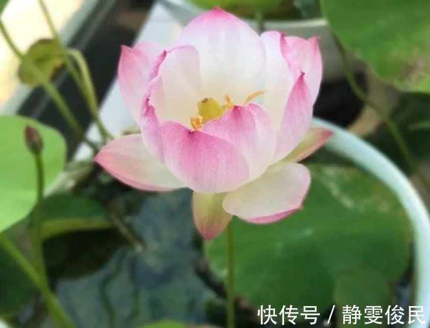 最受欢迎的4种花,被称为“开花机器”,花朵迷人,阵阵花香