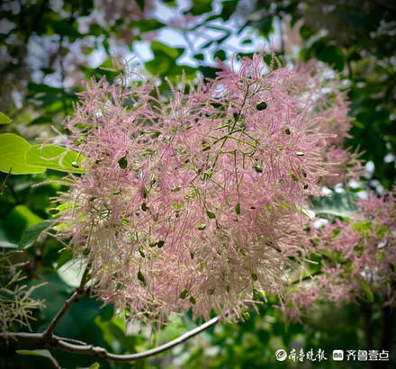 红叶黄栌树开花毛绒绒的，挺好看