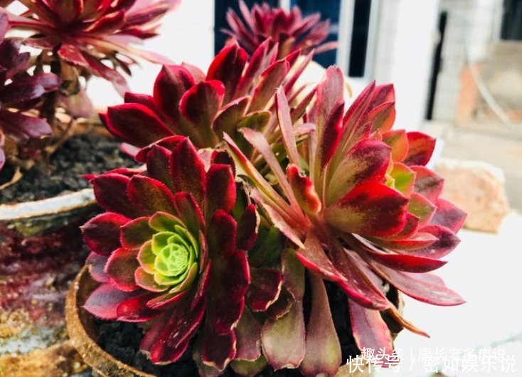 法师|多肉嘉年华法师平常十分低调,但养出状态后它的颜值不输任何多肉