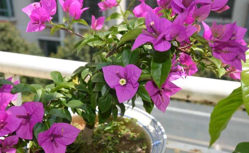 耐寒的4种三角梅,漂亮又勤花,严寒天气也不怕,花朵呼呼开爆盆