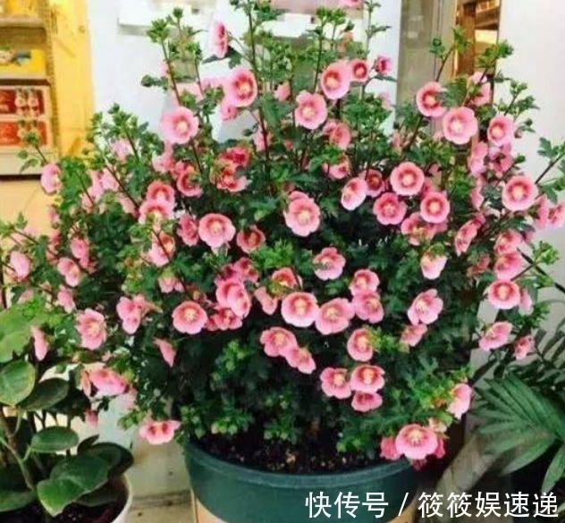 4种花养在家里，自带福气好养活，开花漂亮财运来，一养就上瘾