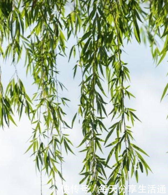 柳树发芽季,自制柳枝生根水,扦插生根快,省钱又实用!