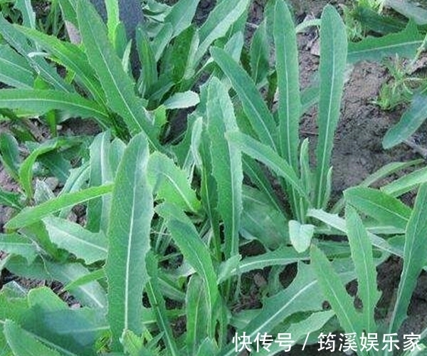 野草|农村的这一种“救命草”,以前被人嫌弃,殊不知竟竟是养生良药!