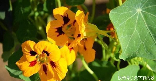 冬天养花我只选这一种,好养又漂亮,温度越低开花越美