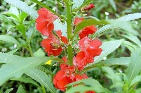 野花野草|农村常见的“指甲花”,还是多种疾病的“特效药”,别再错过