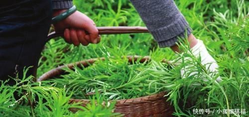 神农本草经|钙含量达牛奶7倍,过去拿去喂猪,如今成稀罕野菜,煎鸡蛋最美味