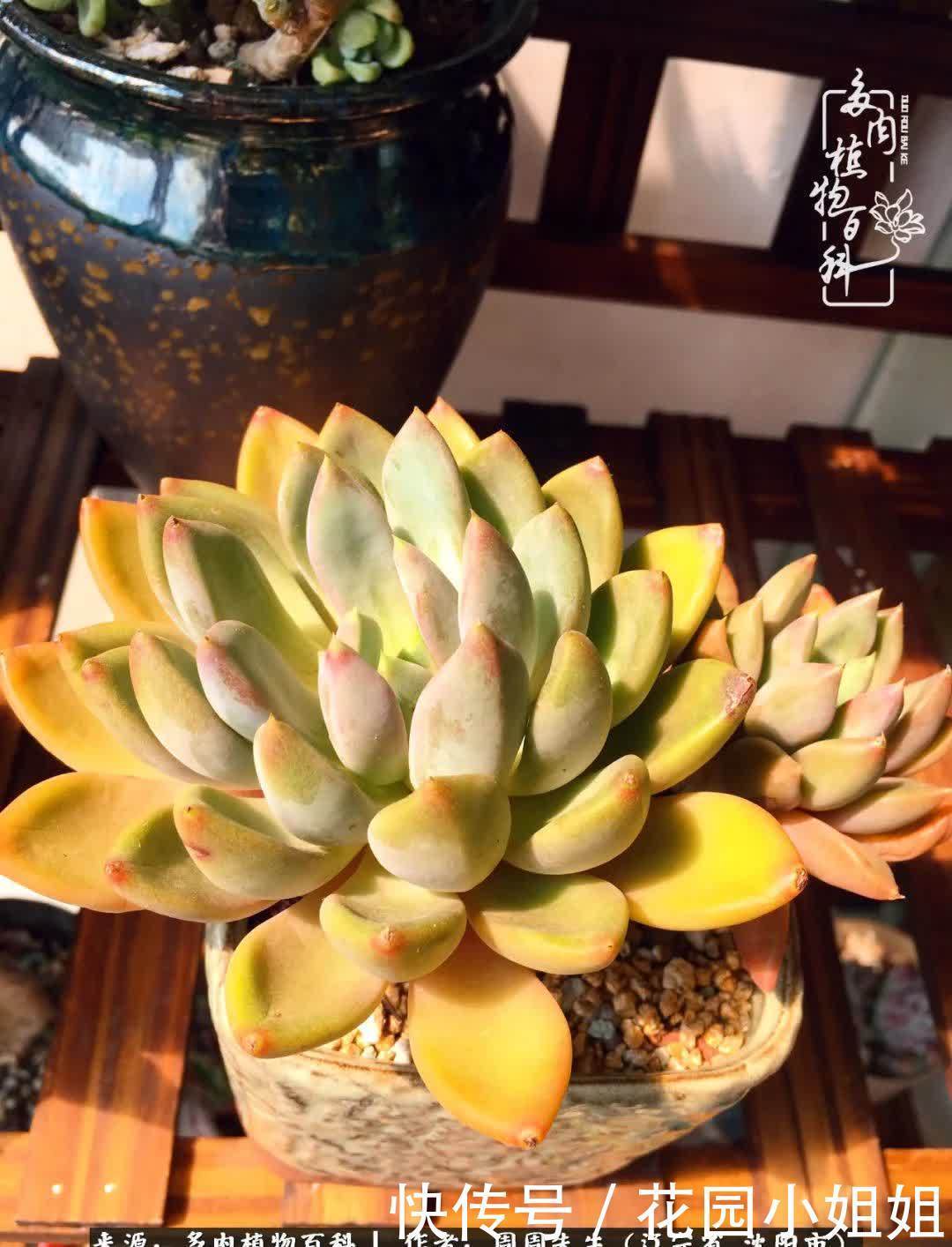 不羡鸳鸯不羡仙,只羡东北来春天!多肉冬去春来!