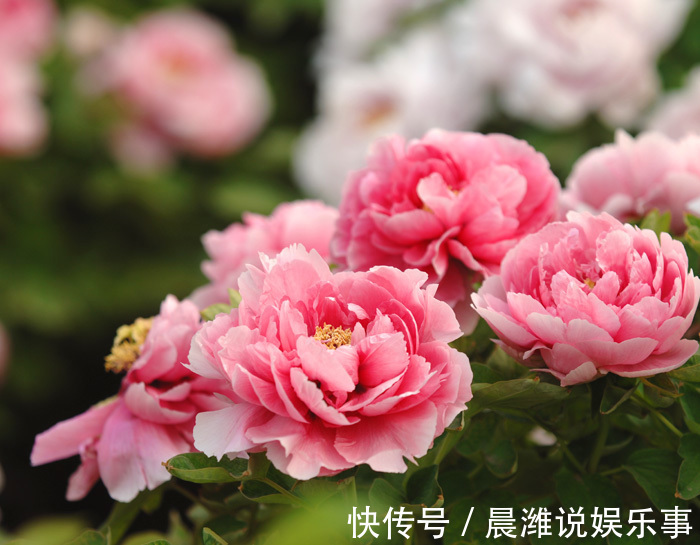 花开时节|3种“富贵花”,开花吉祥富贵,旺运招财,新的一年好兆头!