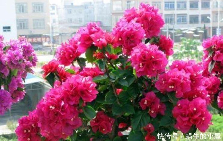 4种花养家里,美成了花园,名字好听,开更美,开花漂亮上档次!