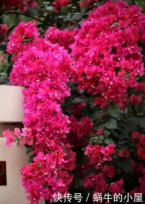 种花|4种花,赶紧“丢出去”,晒得越狠开花越多,不然今年没花赏