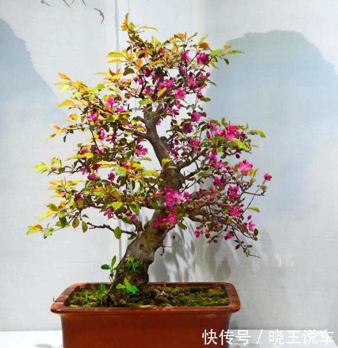 家庭盆景“极品”海棠树,这么一打理,高档大气,开花量大色艳