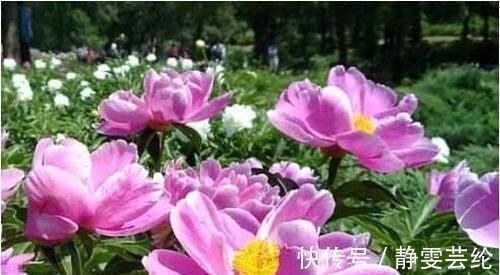 什么营养液也不如这种神仙水 半月浇一勺 养什么花都长势旺 粉紫色 什么营养液也不如这种神仙水 半月浇一勺 养什么花都长势旺 粉紫色