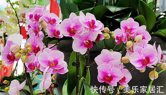 花样年华|10大蝴蝶兰品种，你喜欢哪一个