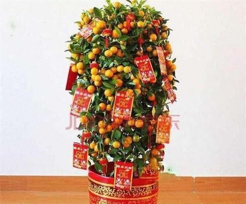 可以吃的盆栽，有人只吃皮不吃肉，有人只吃肉不吃皮，你是哪种