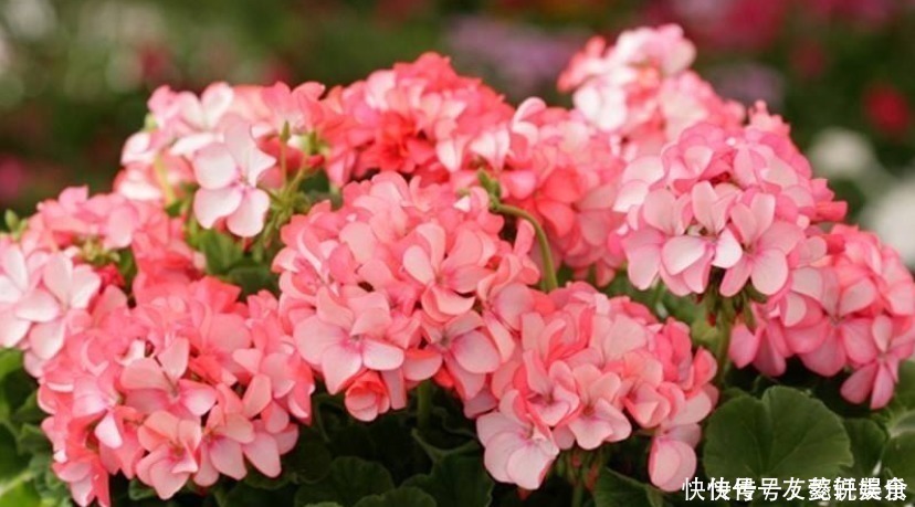 天竺葵冬季不开花做好3个“小动作”,不断冒花苞,开成大花球