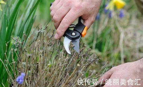 植物|冬季养花，提高植物的抗冻性，补充钾肥