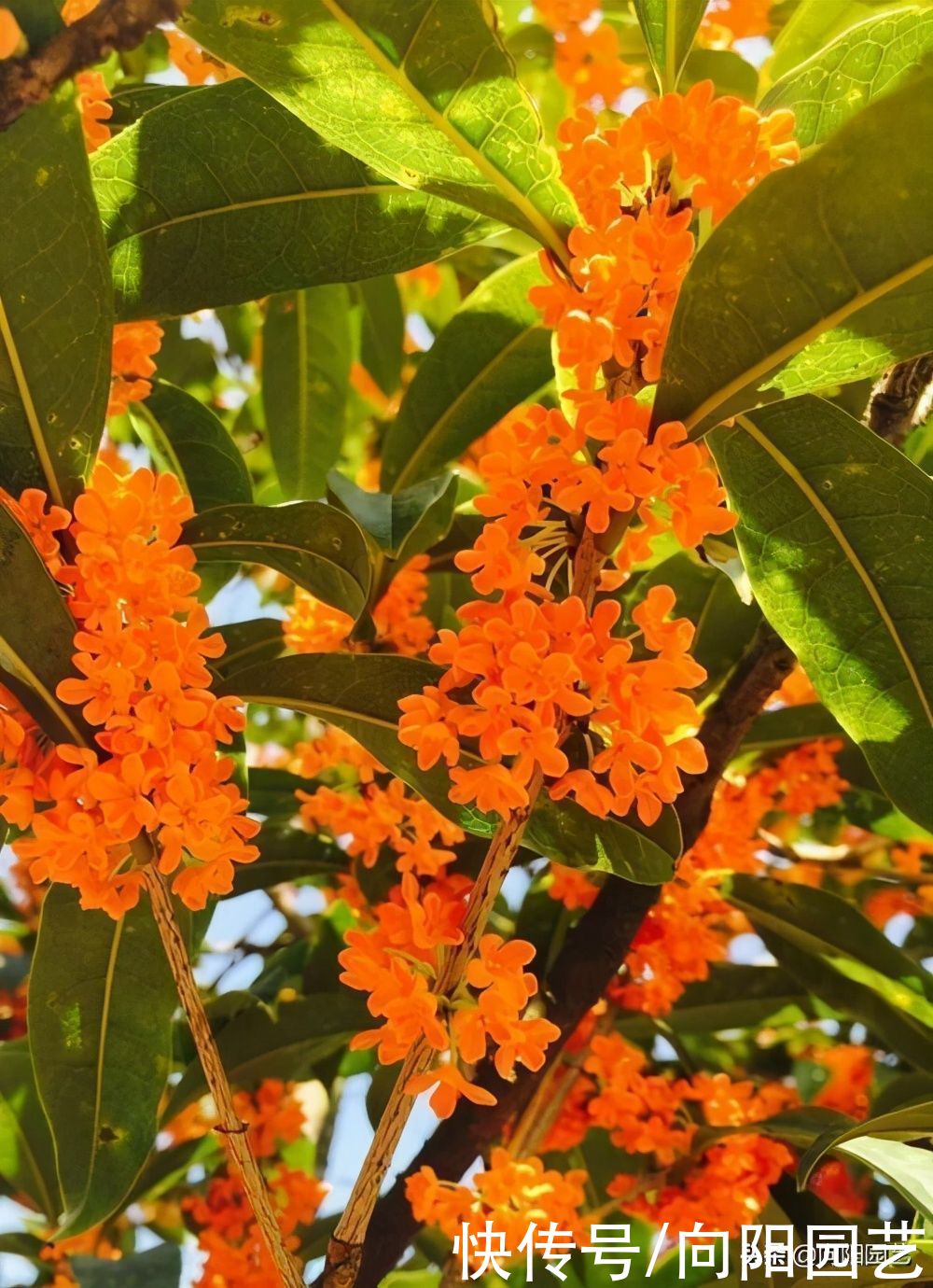 桂花结果子，“活久见”，邻居家养的桂花，结了很多小绿果子