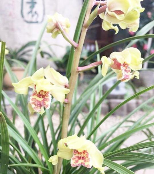 曾获奖多次的兰花,花姿好看,花香四溢,曾一苗难求,