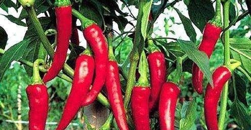 牛奶+鸡蛋|45岁后，懂得吃很重要！建议：早餐“三忌口”、晚餐“四不要”！