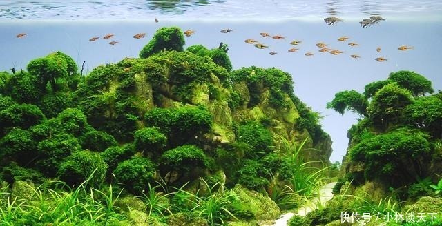 斗鱼科|世上最好养的4种观赏鱼，如果你养不活，以后还是不要养鱼了