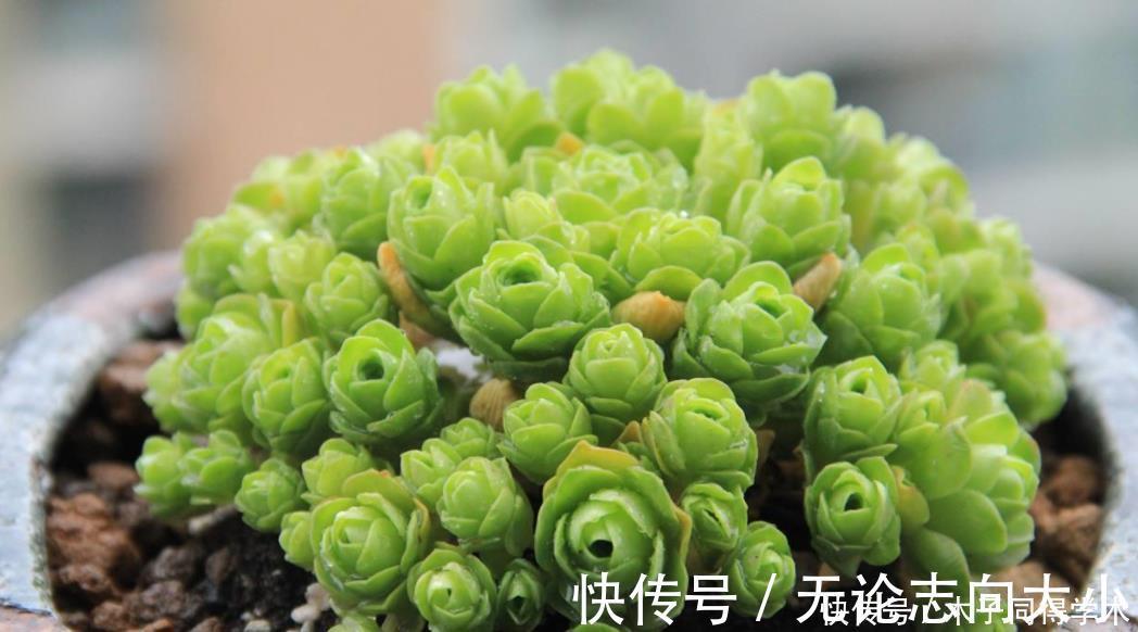 生石花|5种一般人养不活的多肉，入坑前要做“功课”，不然养一盆死一盆