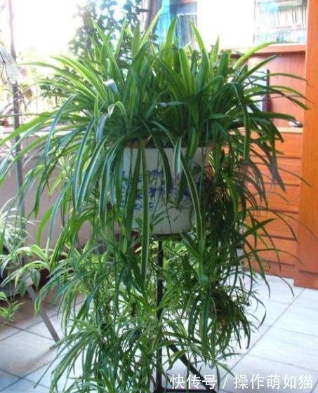 6种花爱“吃土”,10月赶紧换盆,不然长势弱来年花量减半