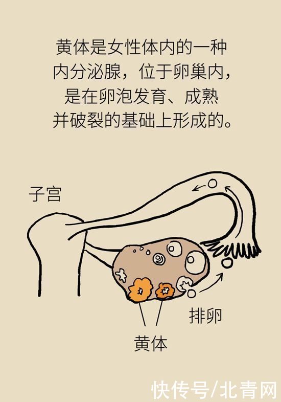 腹痛|这种腹痛常被误认宫外孕，背后诱因要牢记