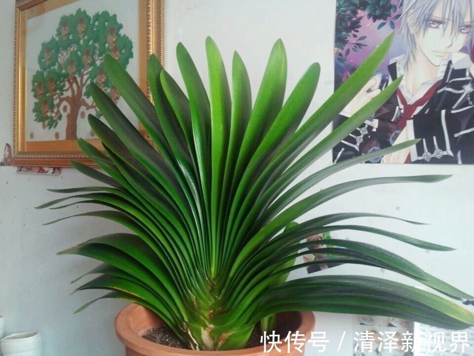 植株|养君子兰2年，不长新叶和新芽，学好5招，蹭蹭长爆盆，一学就会