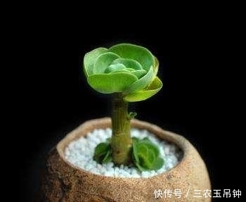 5种适合冬天室内养殖的花, 非常漂亮, 注意养花更加旺盛