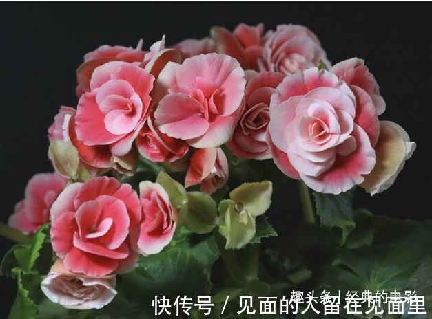 此花花大色艳，白中泛红的花朵仿佛美丽女人的脸庞，寓意为苦恋