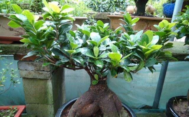 新叶|养盆栽榕树,一个小方法,新叶嫩叶蹭蹭长,枝繁叶茂,越长越旺