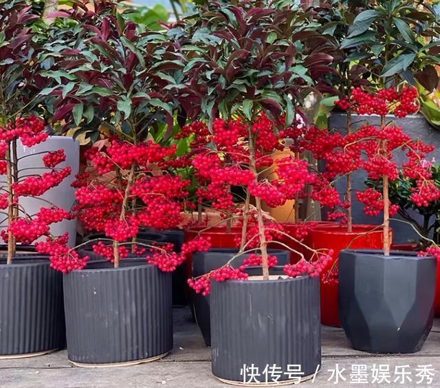 珍惜|春意浓去野外，碰见2种植物要珍惜，带回家当盆栽正合适