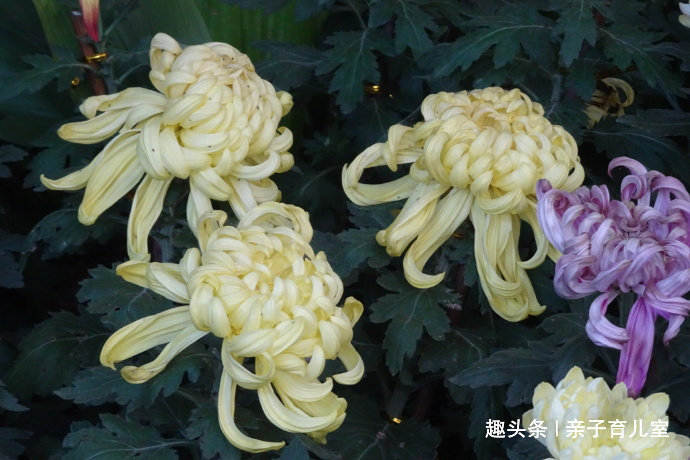 喜欢养菊，那就养”十大名菊“西湖柳月，花型丰满，似皓月临水！