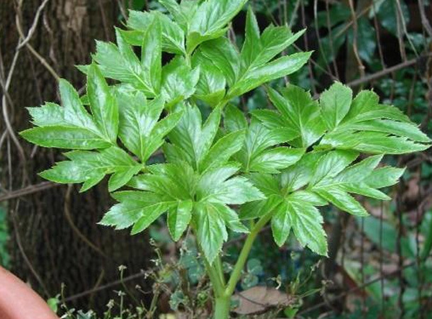 长寿|老祖宗的长寿土方子多吃“长寿草”,减肥防三高,补肾还防癌!