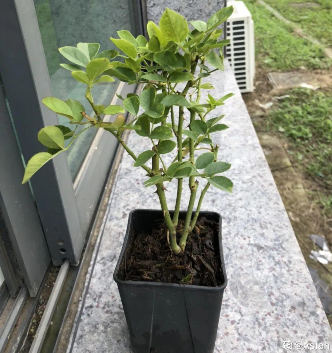 家里养了月季,花后使劲剪,越剪越开花,真省心