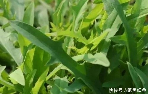 预防肿瘤|农村深山这4大野菜,认识三种算厉害,全部都吃过我服你了!