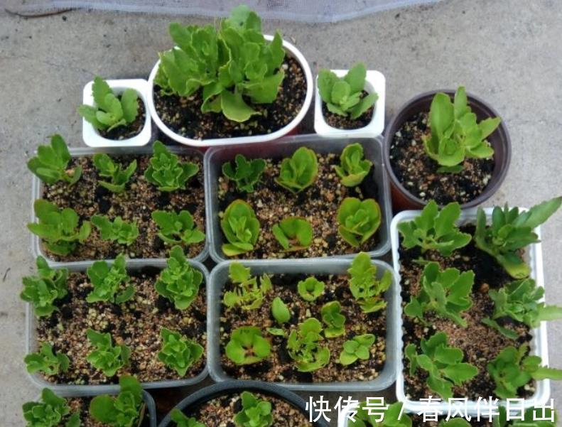 枝叶|初秋养长寿花,盆栽该怎么催花?满足4点,植株呼呼窜花苞