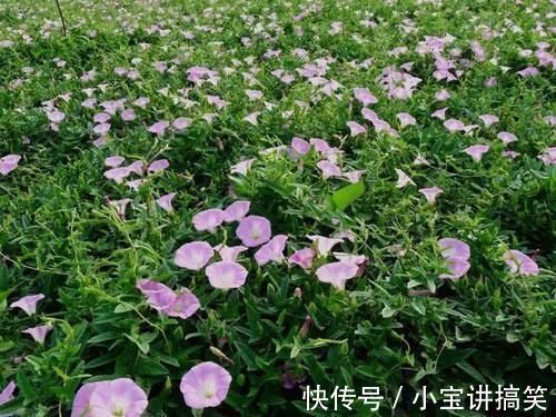 玉米田|玉米田里的“恶草”,农民见到就烦,但嫩叶却是上佳野菜,别错过