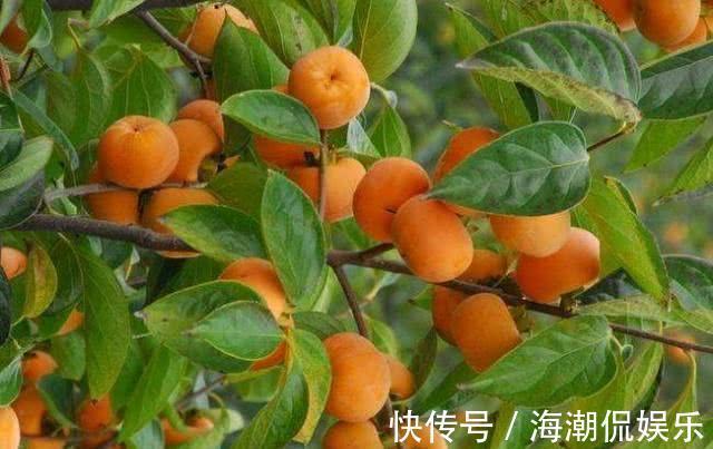 润肠|想长寿要会吃，四种食物，常吃杀菌解暑，排毒润肠，早吃早好！