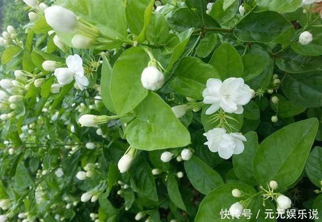 枝条|夏日的茉莉花就离不开它们,开花效果太好,黄叶都不见一片