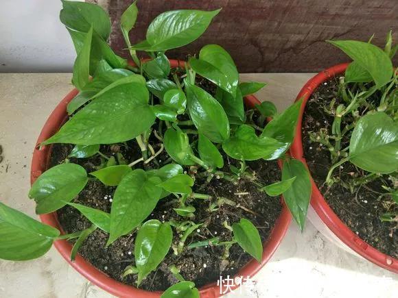 咋“折腾”都不死的4种花,越修剪越旺,很难养死