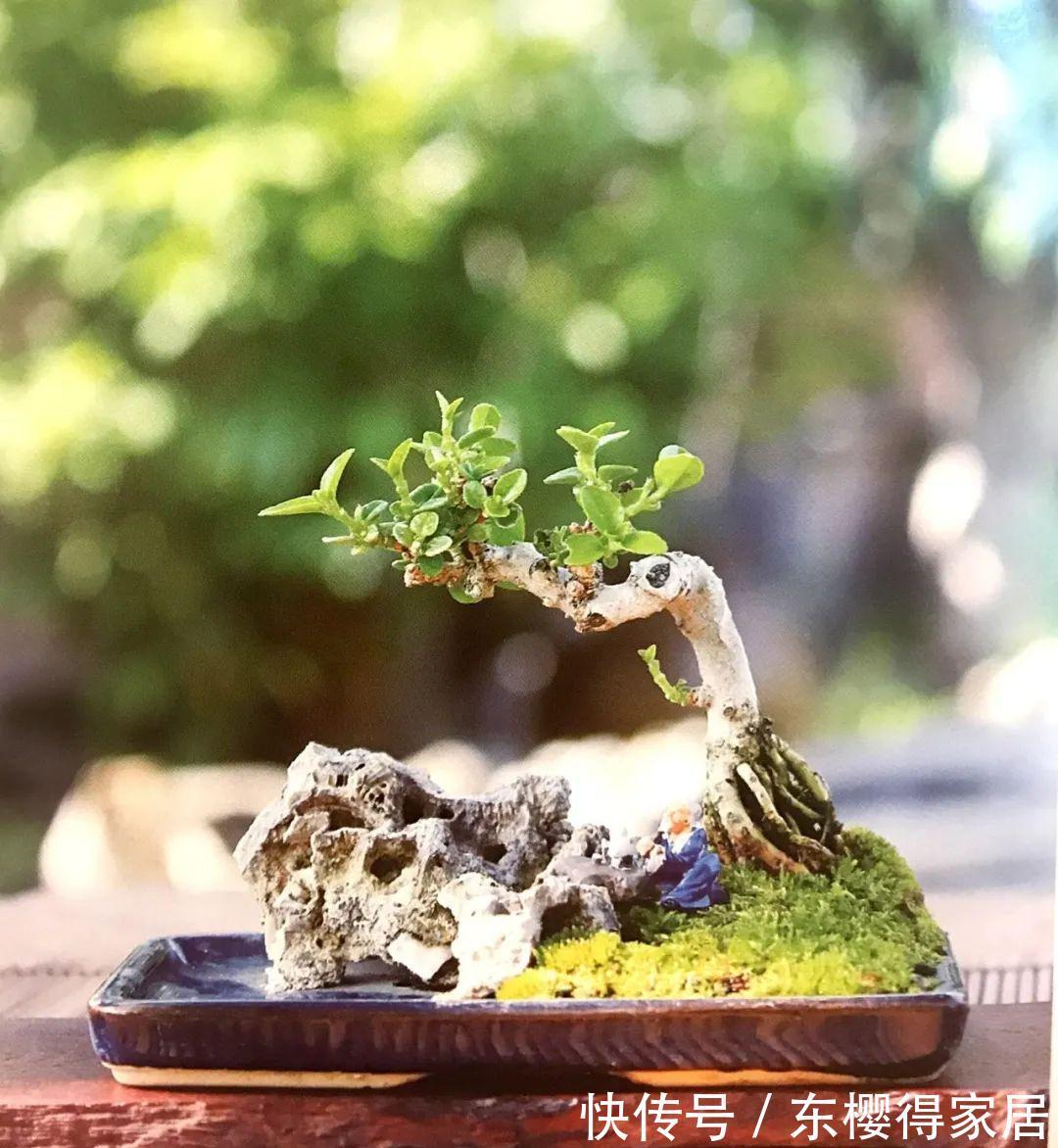 小小树石盆景有啥看头？它的画面与意境足以覆盖“自然山河”！
